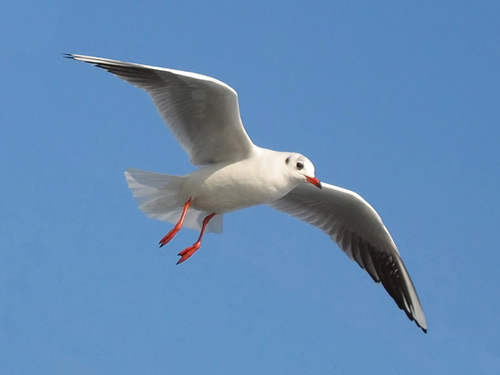 Meeuw